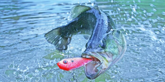 cashion custom fishing rods ICON Swimbait Casting Rod 16 of tip which then turns to backbone Clayton rodmaker Cashion lures avid