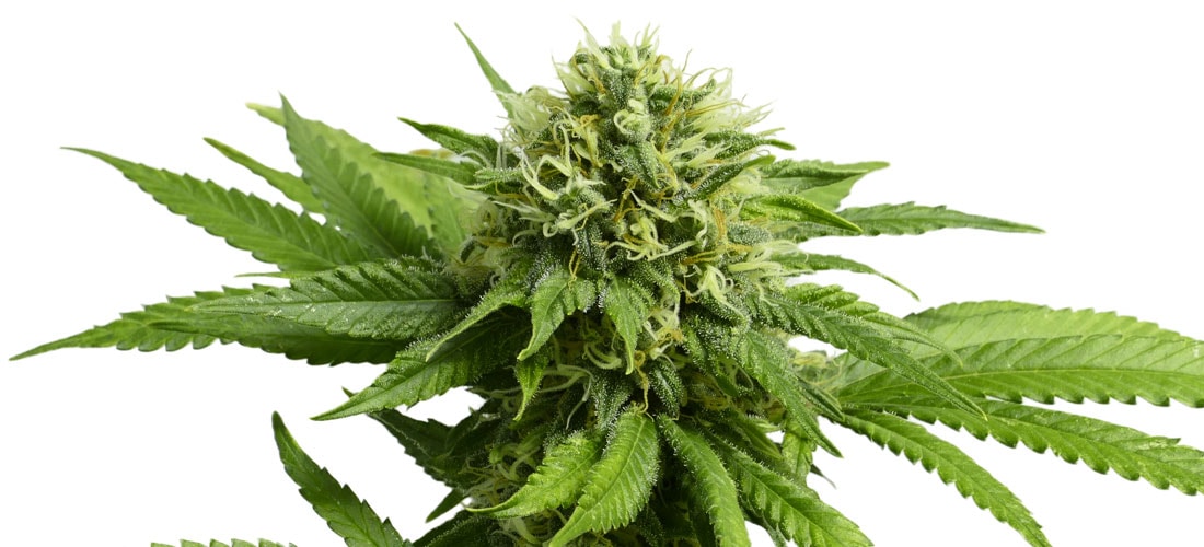 alliance one tobacco wilson nc International :: About Us WW - Alliance One Tobacco