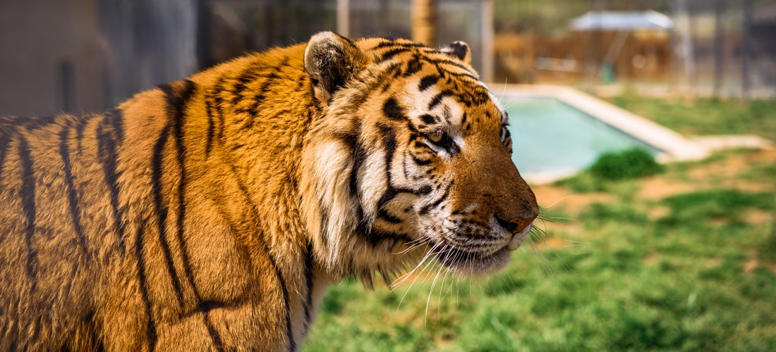 Rockwell-based Tiger World serves as wildlife sanctuary - Business