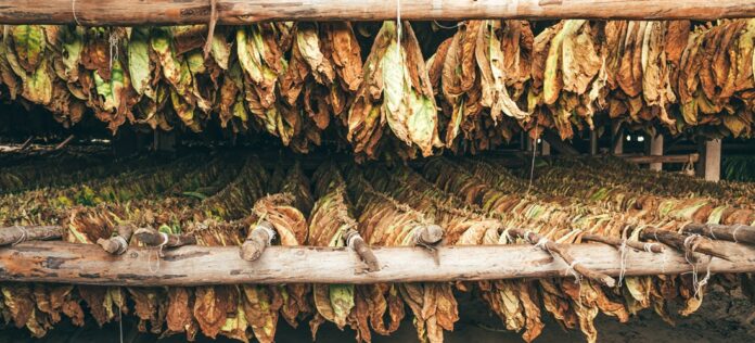 tobacco comes from Ashes to Ashes: Tobacco's Journey from Plant to Cigarette