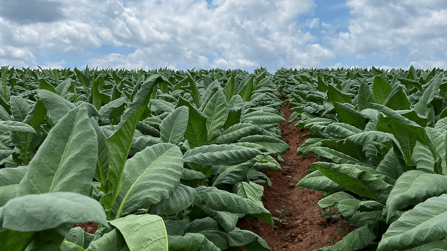 Tobacco